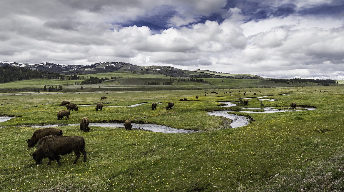 Bison along Rose Creek in Lamar Valley.