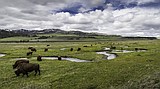 Yellowstone calls for more bison in new plan