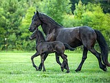 Foal health: Managing neonatal maladjustment syndrome