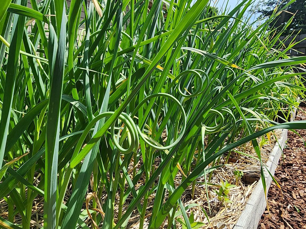 Scapes should be snapped from the garlic plant once they begin to curl. This directs plant energy into making a fat garlic bulb, instead of a seed head.