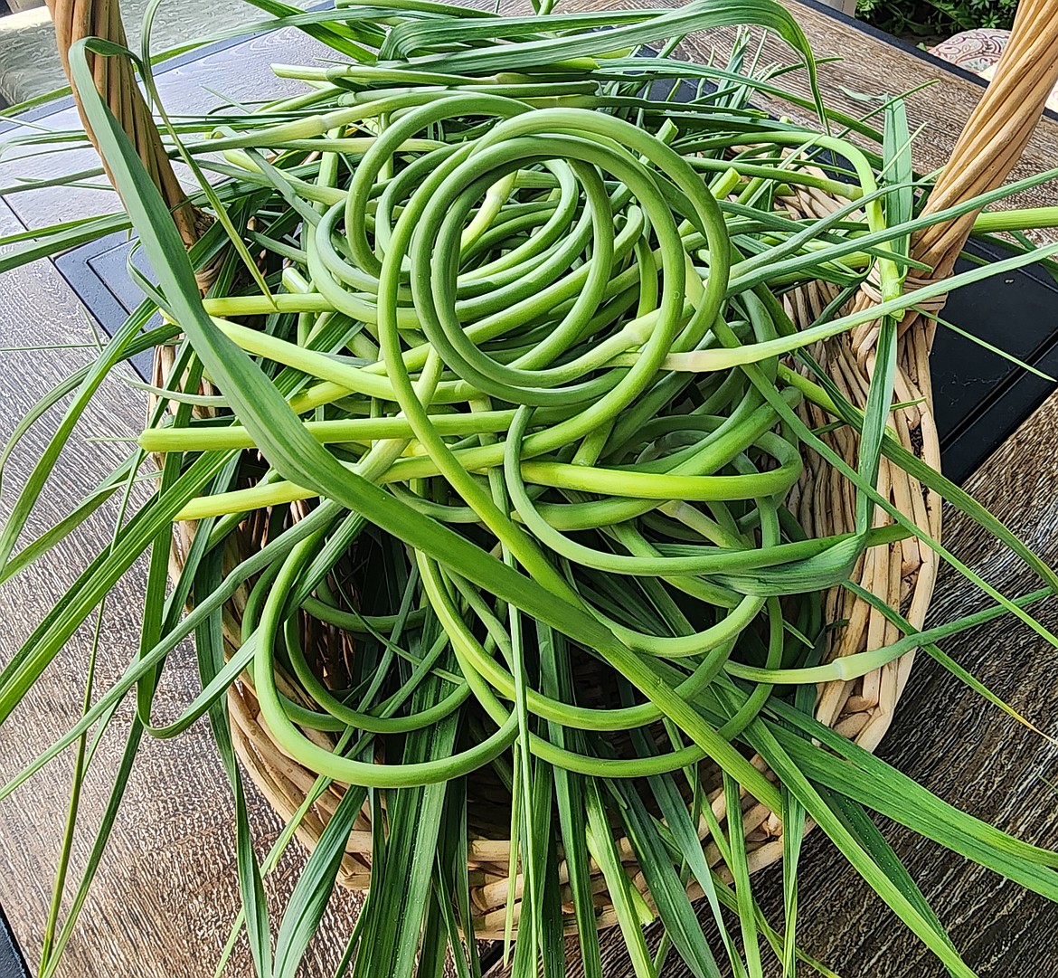 The curlicue stems of hardneck garlic are known as scapes. They are a culinary delight appearing just once a year in Farmer’s Markets.