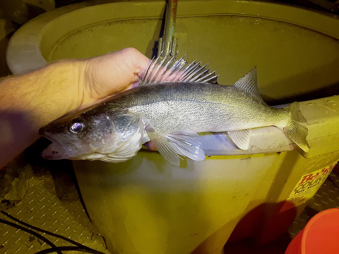 Walleye are voracious, predatory fish that can consume young salmon and steelhead that are rearing, or migrating, in Idaho rivers.