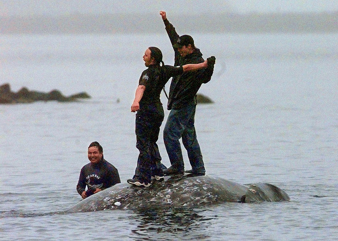 Two Makah Indian whalers stand atop the carcass of a dead gray whale moments after helping tow it close to shore in the harbor at Neah Bay, Wash., May 17, 1999. Earlier in the day, Makah Indians hunted and killed the whale in their first successful hunt since voluntarily quitting whaling over 70 years earlier. The United States on Thursday, June 13, 2024 granted the Makah Indian Tribe in Washington state a long-sought waiver that helps clear the way for its first sanctioned whale hunts since 1999. (AP Photo/Elaine Thompson, File)