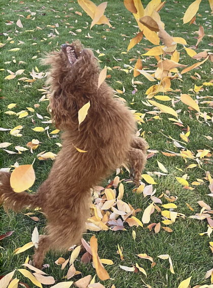 Arty jumps for joy in the "Seizing the Moment" photo that will be on display in the "Canine Bridge" pop-up exhibit near the Art Spirit Gallery during a special ArtWalk from 5-8 p.m. Saturday.