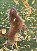Braver Lens to present 'Canine Bridge' Saturday at ArtWalk