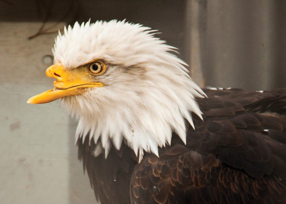 Beauty the Bald Eagle without her prosthetic beak.