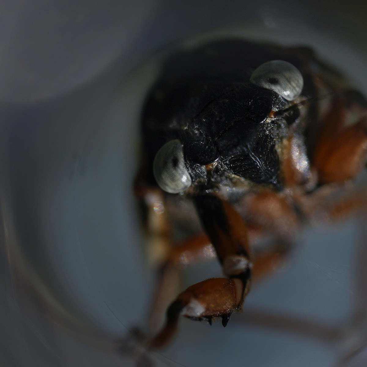 Illinois is hit with cicada chaos. This is what it's like to see, hear ...