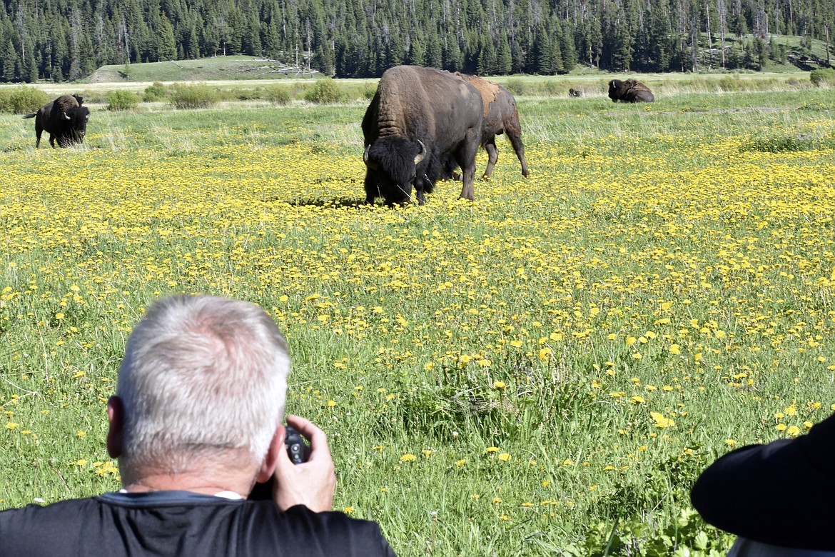 Andrew Scott of Salt Lake City, Utah, takes photographs of bison, also known as buffalo, in Yellowstone National Park, Thursday, June 13, 2024, near Cooke City, Montana. A rare sighting of a white buffalo calf in Yellowstone's Lamar Valley has spurred visitors to try to catch a glimpse of the animal. (AP Photo/Matthew Brown)