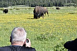 Move over grizzlies and wolves: Yellowstone visitors hope to catch a glimpse of rare white buffalo