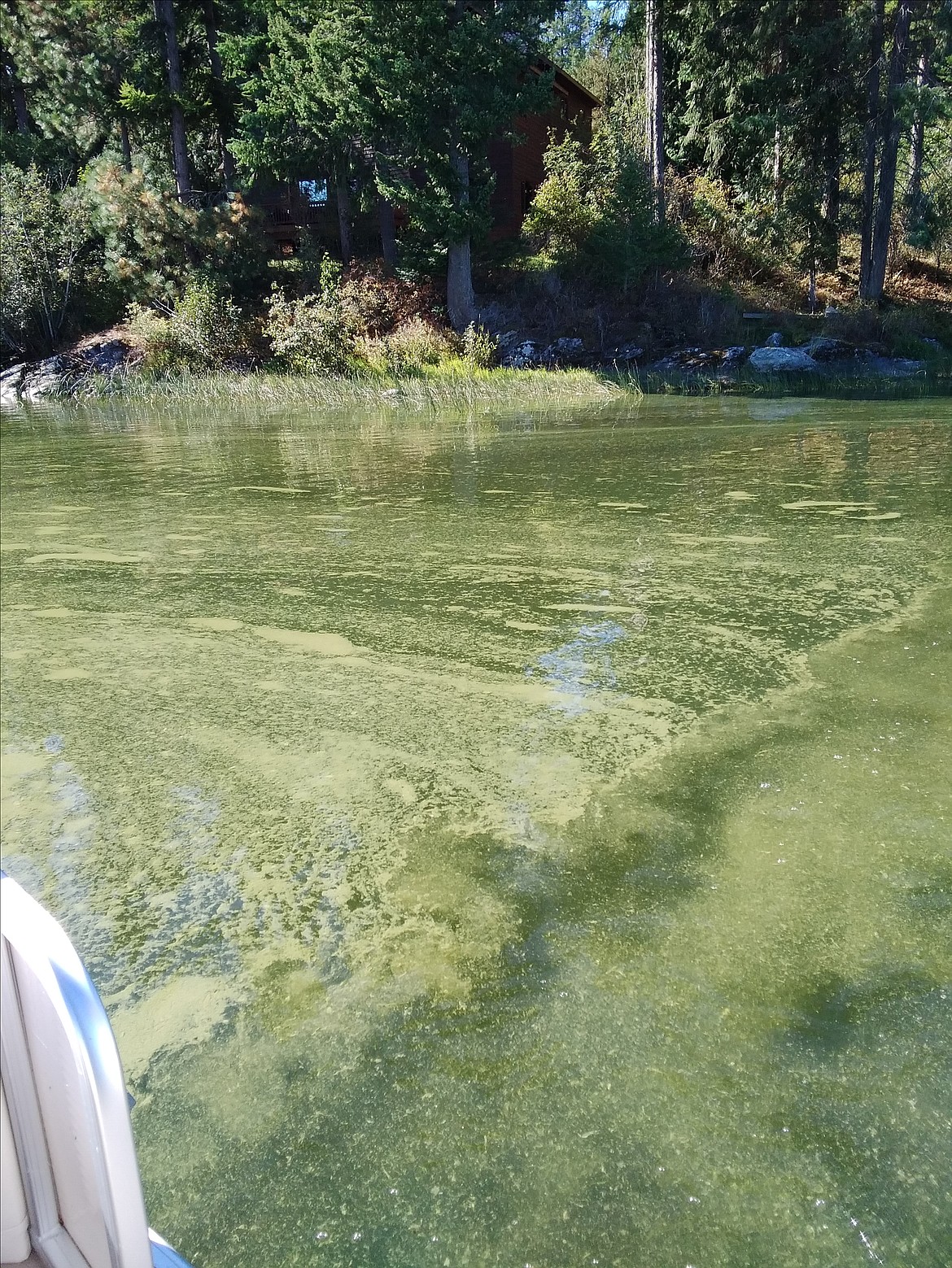 A harmful algal bloom in Cocolalla Lake.