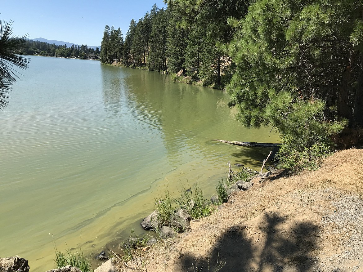 A harmful algal bloom in Fernan Lake.