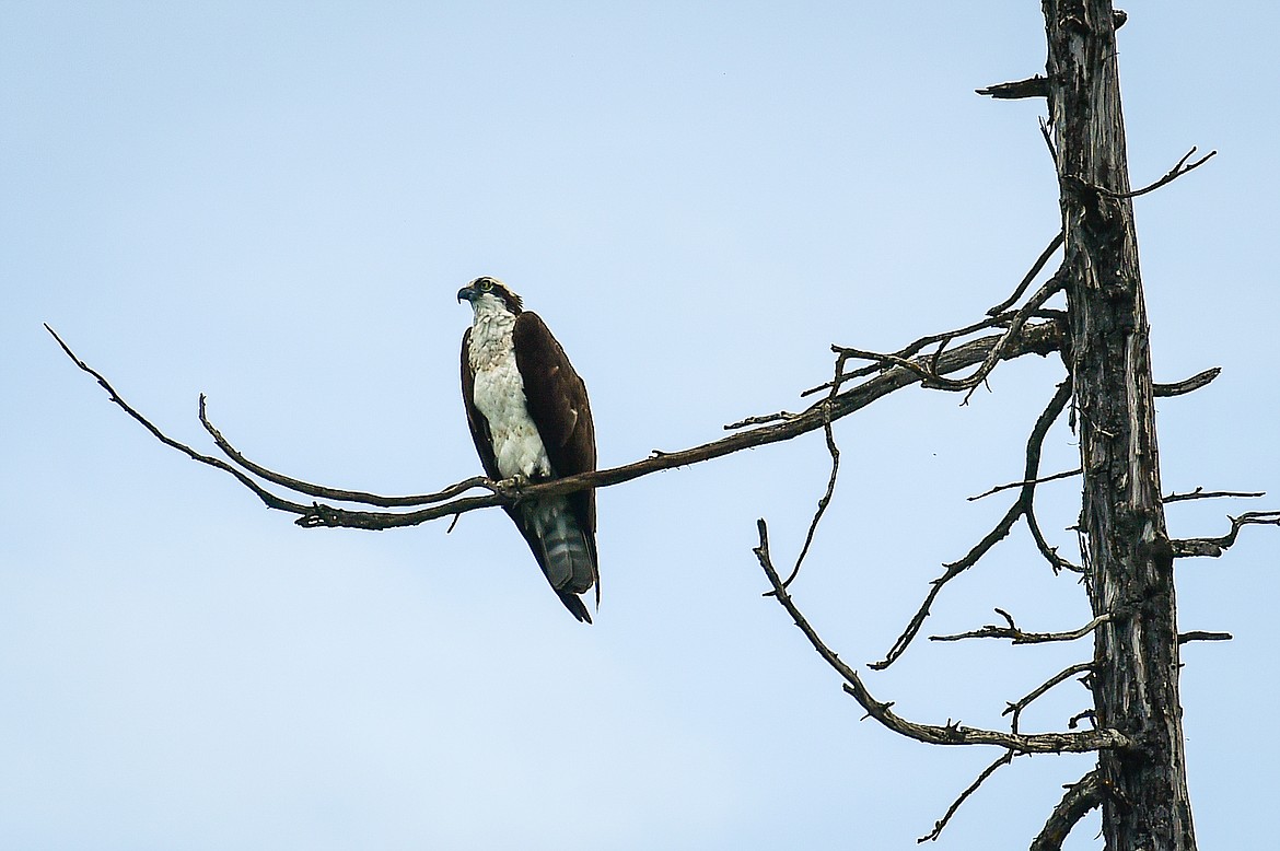 An osprey perches in a tree on an island in Somers Bay during a kayak tour with Sea Me Paddle on Friday, June 14. (Casey Kreider/Daily Inter Lake)