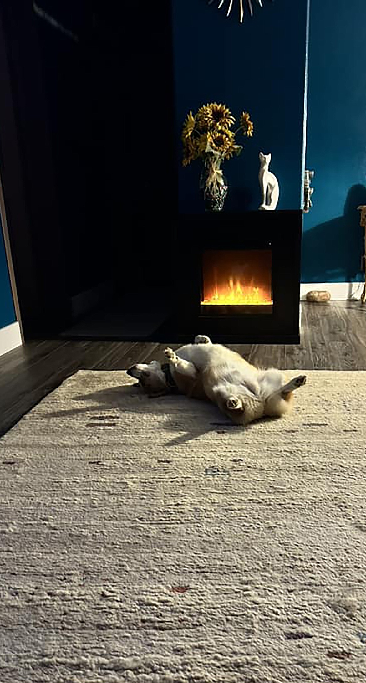 Corinna Lockwood shared this Best Shot of a four-legged family member finding a warm spot to relax. If you have a photo that you took that you would like to see run as a Best Shot or I Took The Bee send it in to the Bonner County Daily Bee, P.O. Box 159, Sandpoint, Idaho, 83864; or drop them off at 310 Church St., Sandpoint. You may also email your pictures to the Bonner County Daily Bee along with your name, caption information, hometown, and phone number to news@bonnercountydailybee.com.