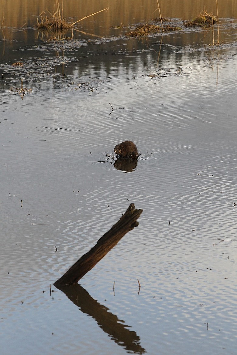 A beaver sits on a perch near Killarney Lake.