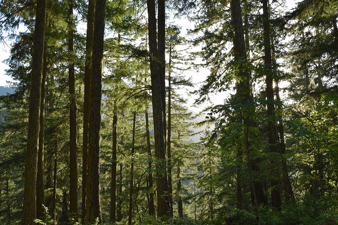 A bit of fog peeks through the trees and shrouds mountaintops in the Cascades along the White Pass Scenic Byway. Multiple trailheads and places to pull over and enjoy the scenery make the route particularly appealing to those who enjoy watching wildlife or using a camera.