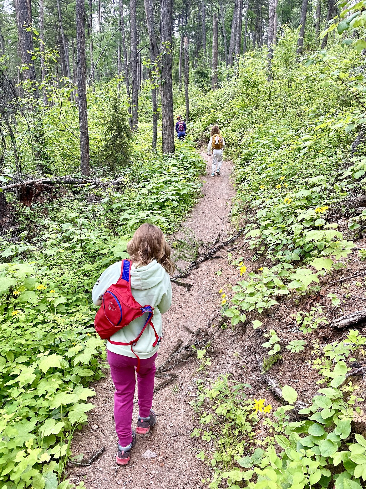 Hikers at the start of the Whitefish Trail at Spencer Mountain. (Matt Baldwin/Daily Inter Lake)