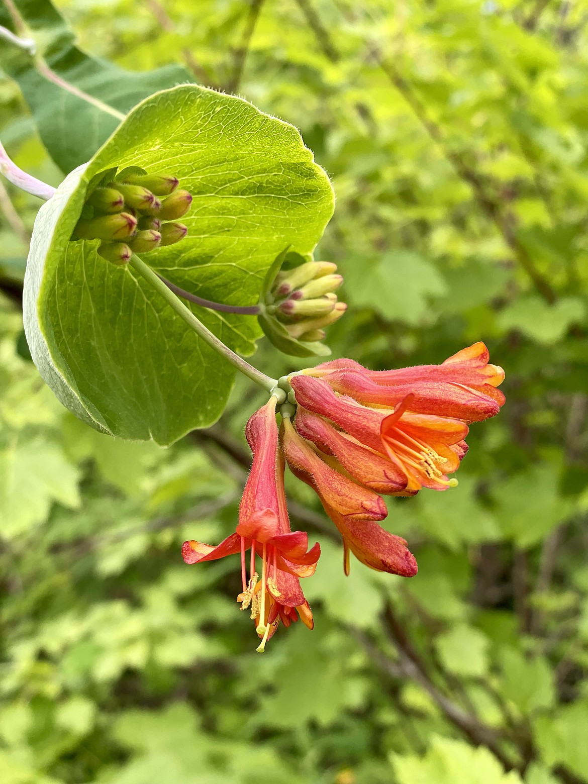 Honeysuckle blooms along the Whitefish Trail at Spencer Mountain on Sunday, June 16, 2024. (Matt Baldwin photos/Daily Inter Lake)