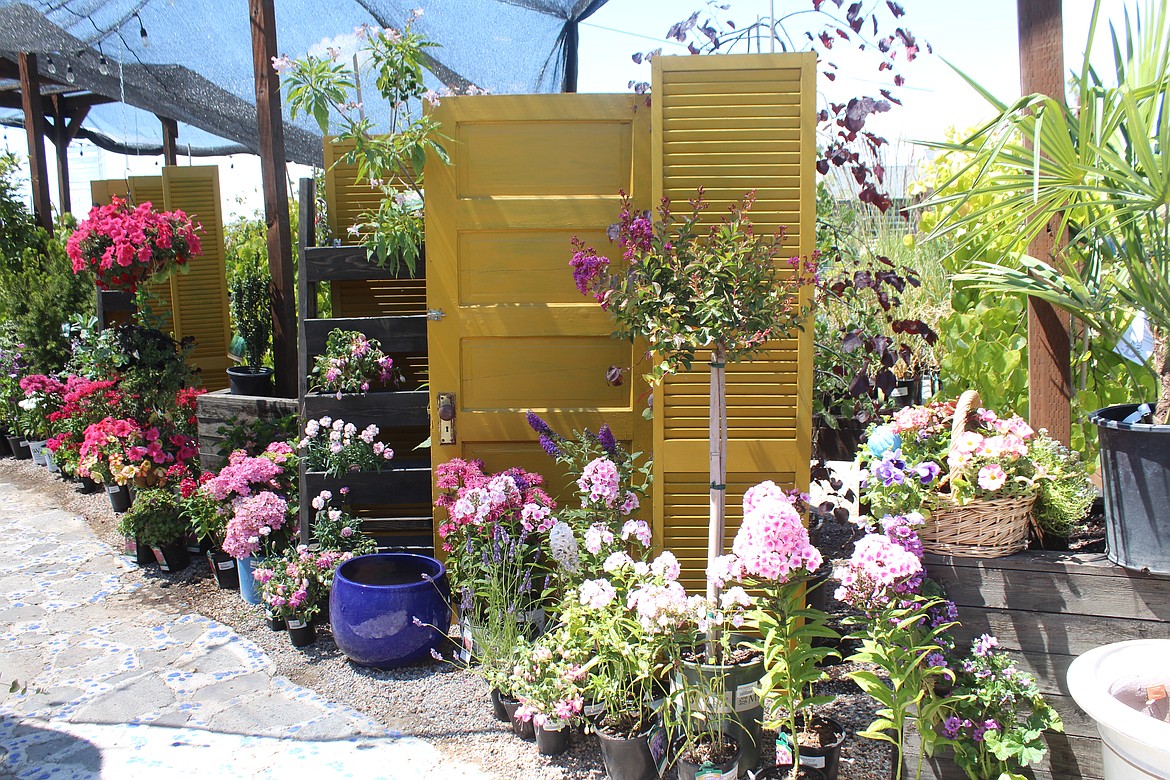 Screens and old doors provide interest and privacy at Blue Rouge Nursery, Moses Lake, similar to their effect in a backyard.