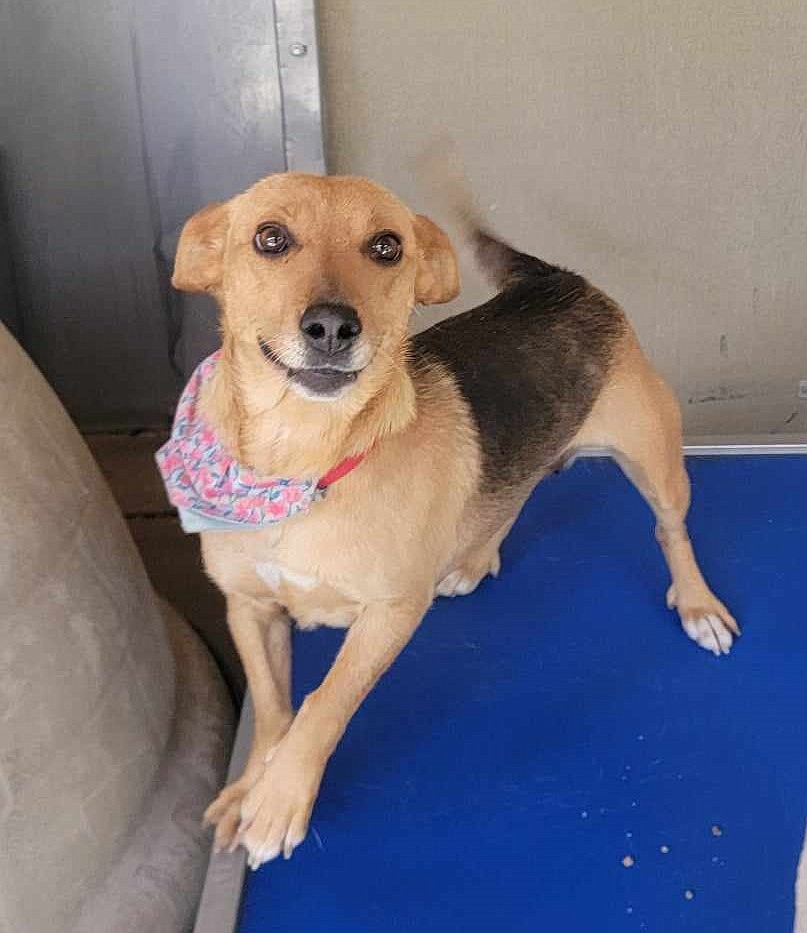 This chihuahua, named Honey Girl, is house trained, good in homes with other dogs and one of the numerous dogs available for adoption at Adams County Pet Rescue in Othello.