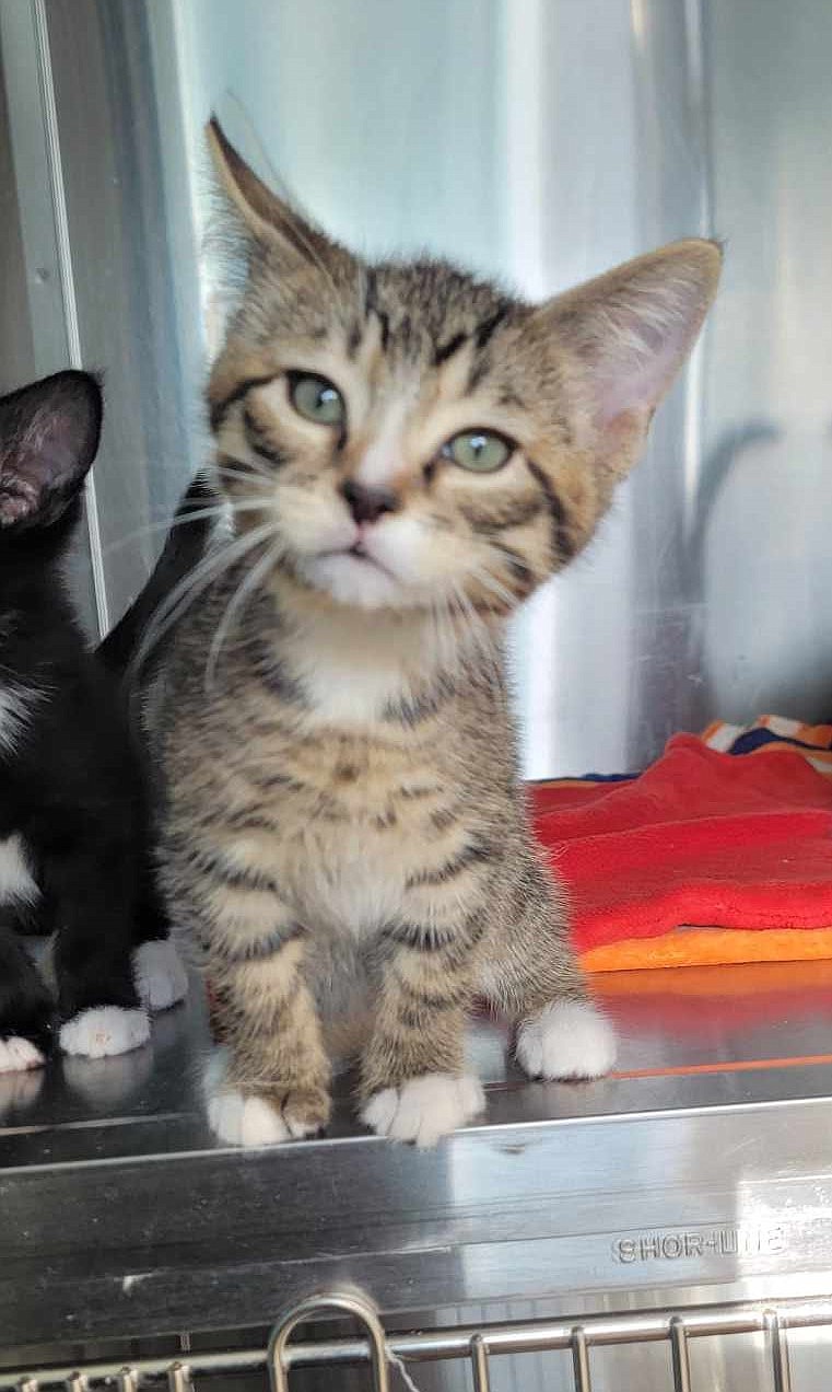 Paw Paw, a domestic short-haired male cat, is a playful, active and affectionate kitten. Whether climbing cat trees or watching through the window, Paw Paw loves to explore.