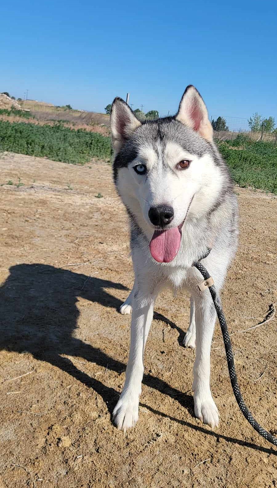 Kelda is an adult husky available for adoption at Adams County Pet Rescue in Othello.