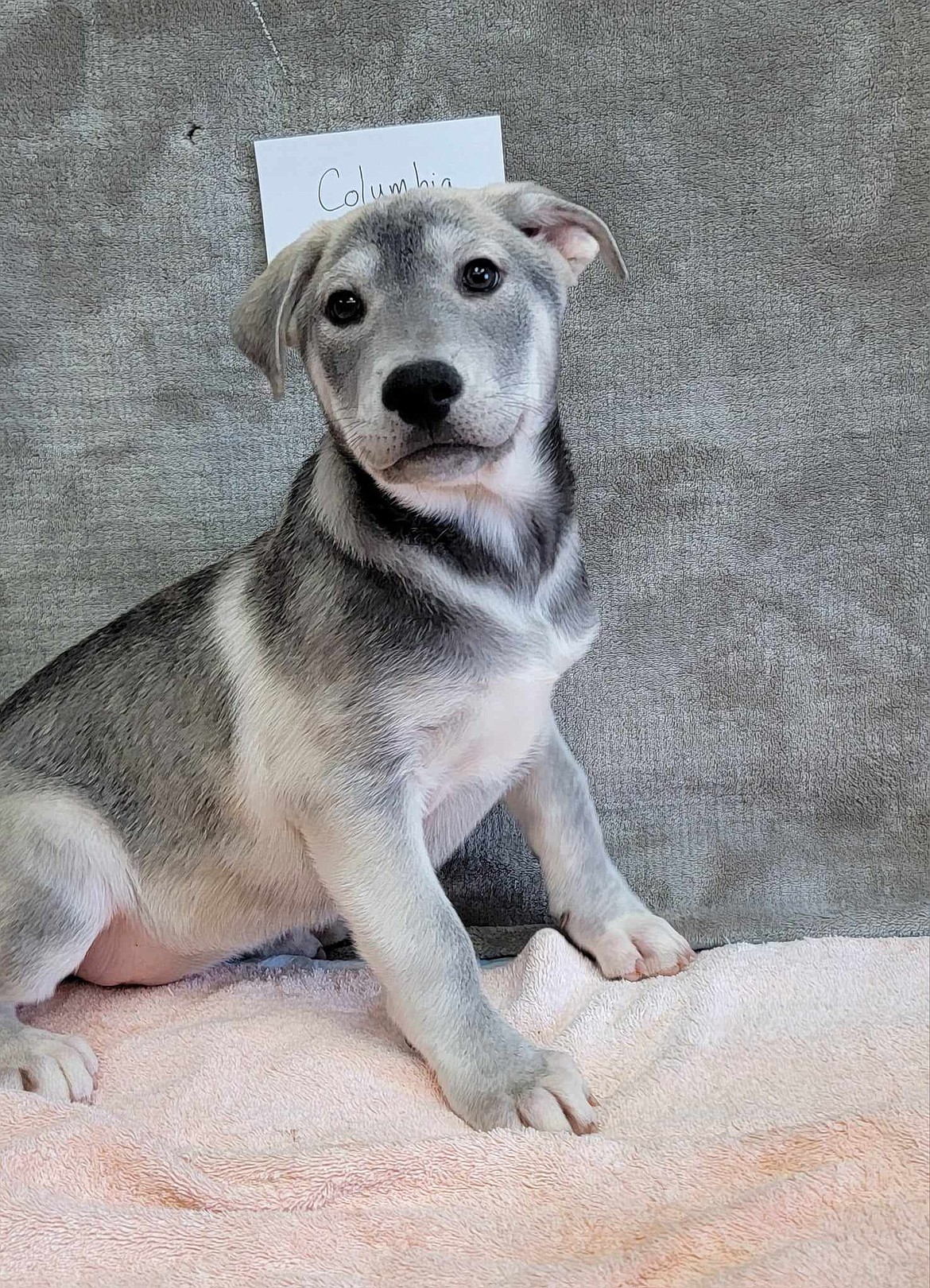 This mixed breed named Columbia Basin is a young male dog available for adoption.