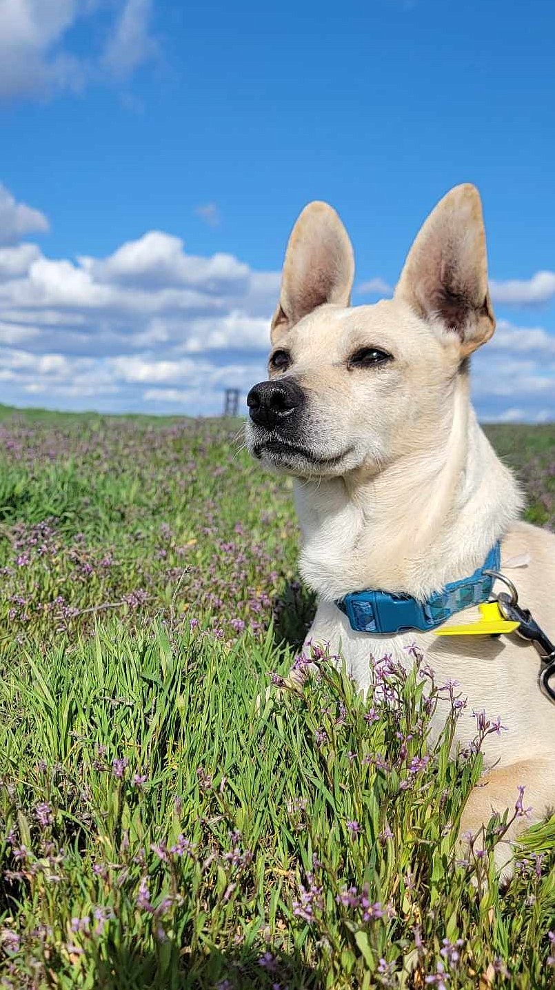 A chihuahua named Jagger points his ears up while out for a walk. Jagger is available for adoption at Adams County Pet Rescue.