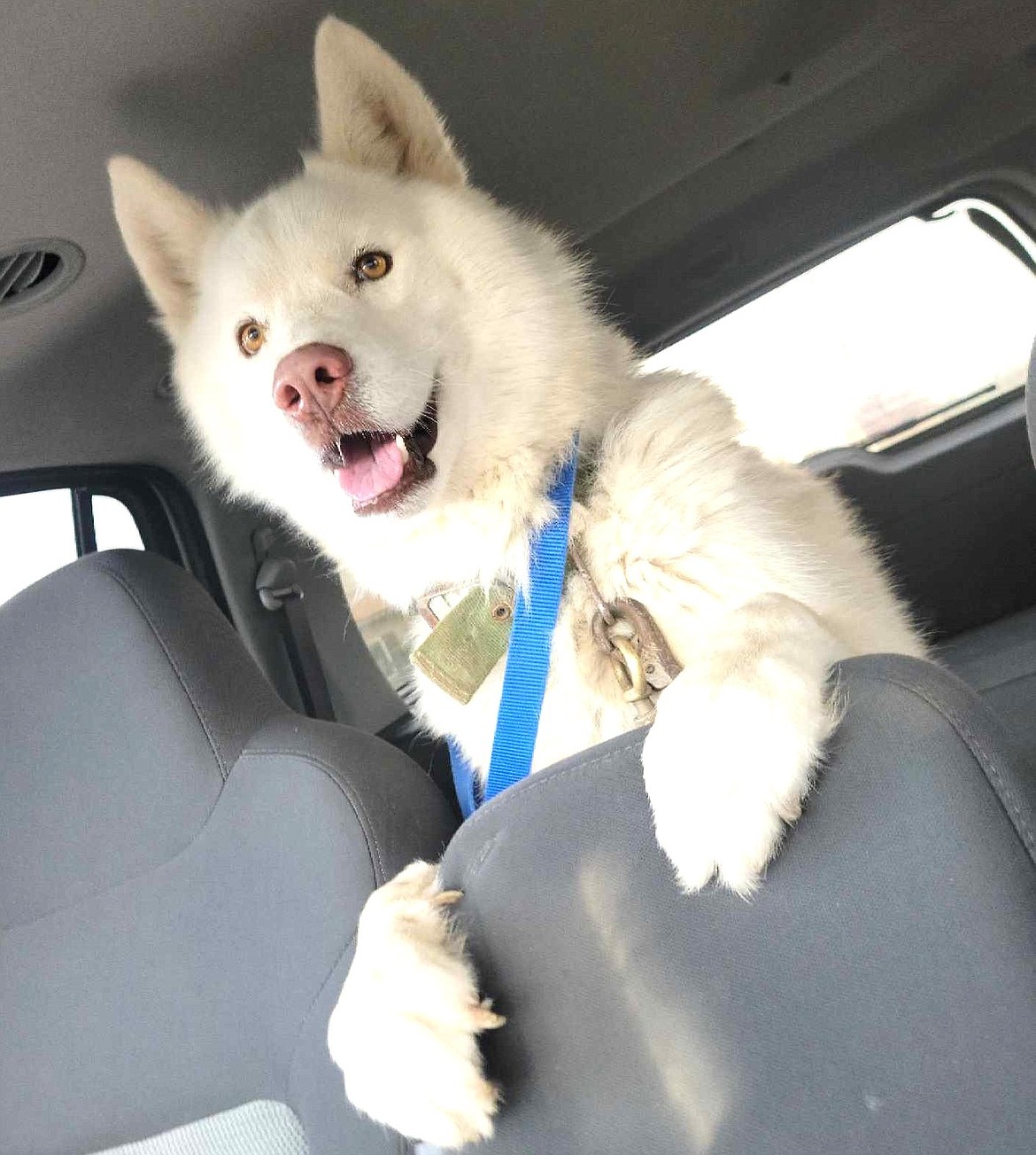 An excited male Husky mix named Resevoir excitedly sits in the car during a drive.