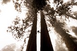 Biden administration old-growth forest proposal doesn't ban logging, but still angers industry
