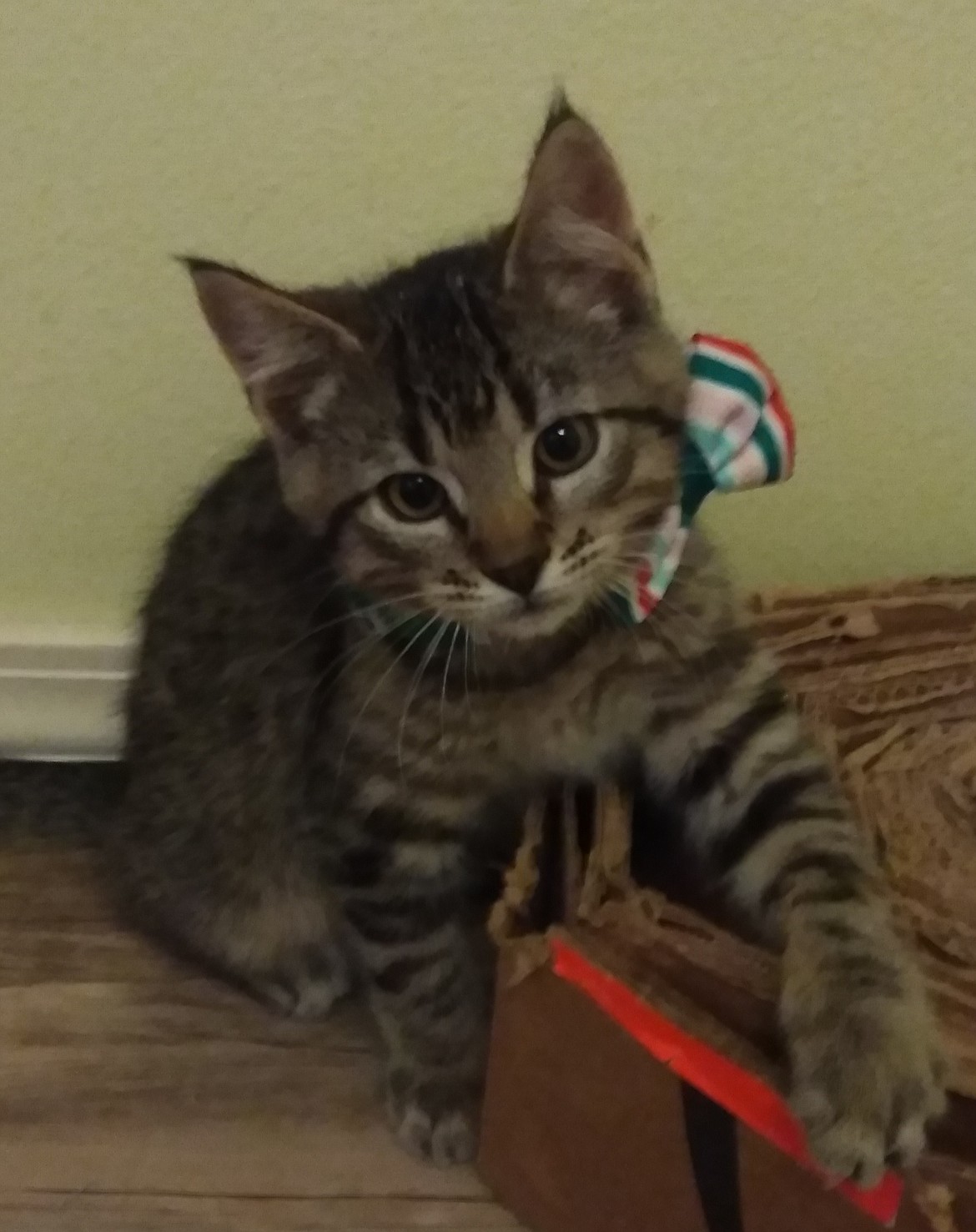 Wizard, a playful and curious tabby kitten, is one of the many cats available for adoption at Adams County Pet Rescue in Othello.