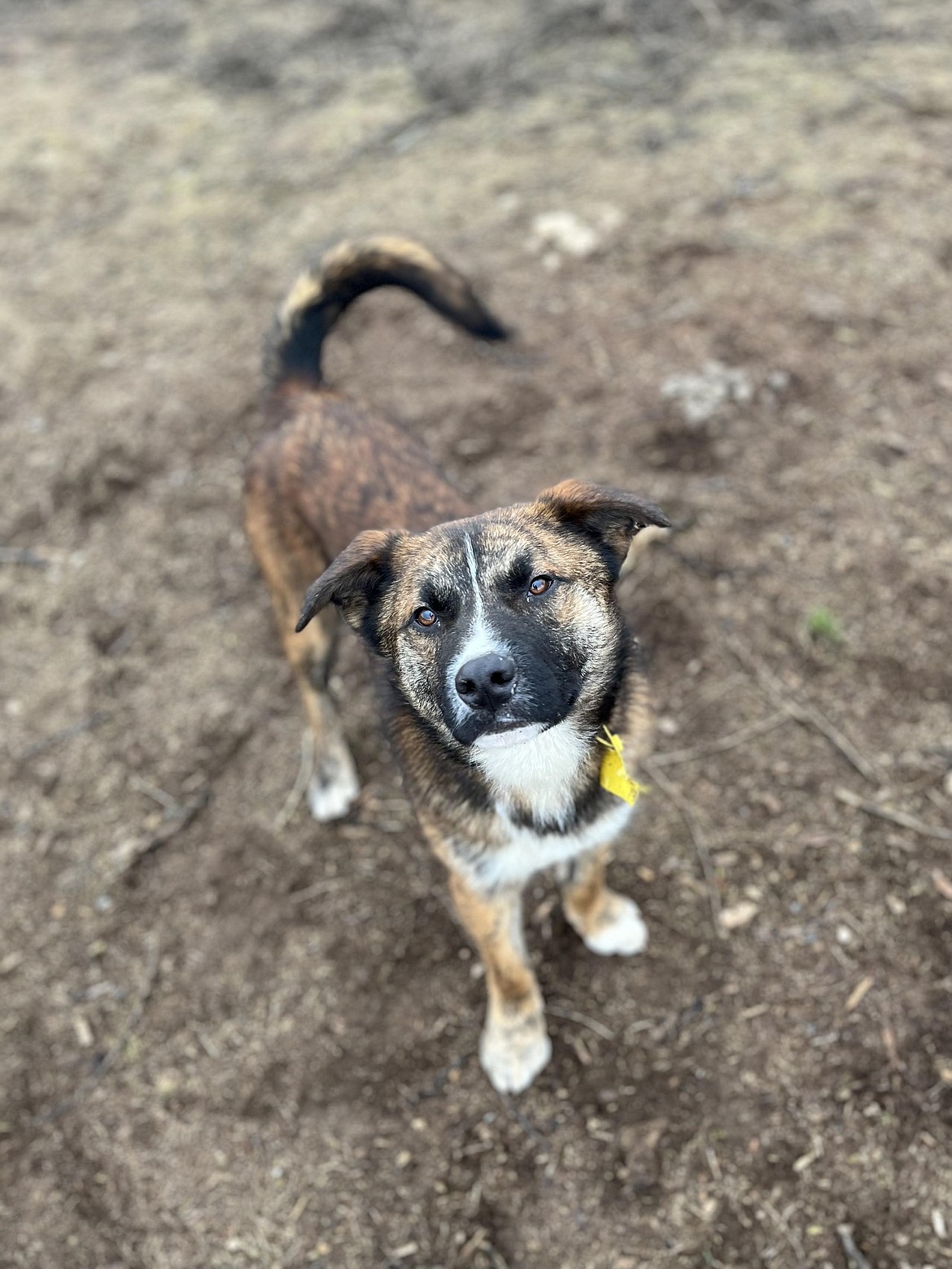 Mousavi, a male shepherd mix, is a playful and smart dog that enjoys exploring and making new friends.