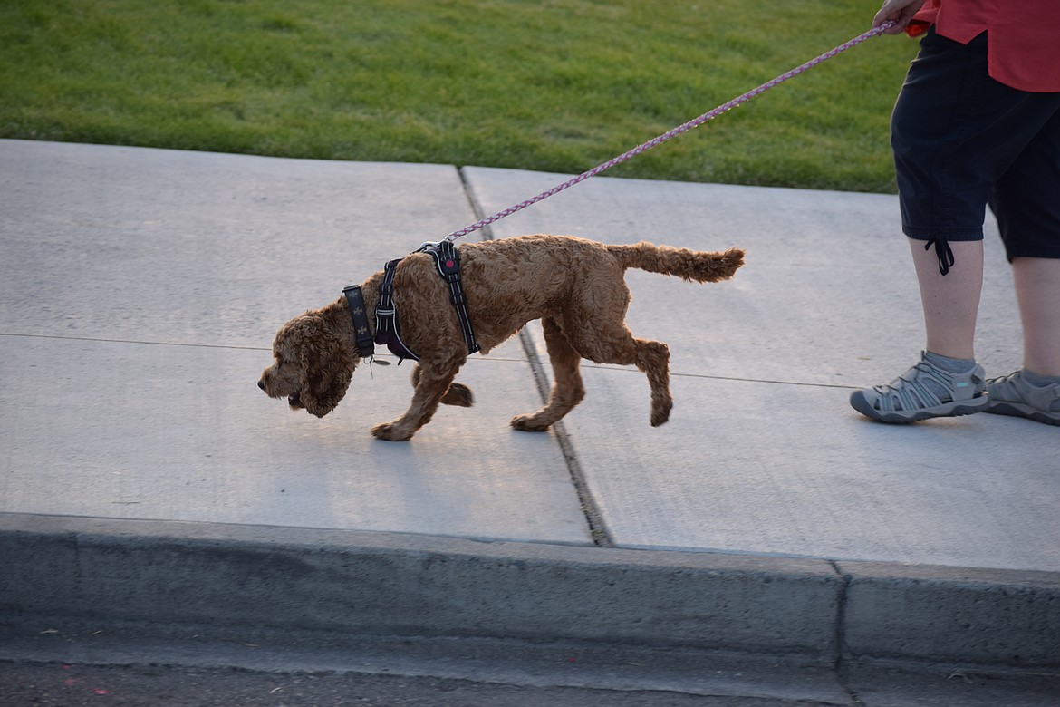 A dog takes a stroll at Sage N Sun in Ephrata earlier this month. As summer heat comes around, it is important for pet owners to make sure their animals have easy access to plenty of water and a way to stay off cement and pavement during the hottest parts of the day.