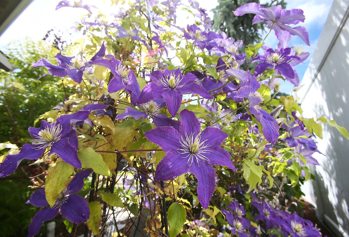 Vibrant purple clematis are making their way to the sky in Carolyn Summers' Coeur d'Alene garden.