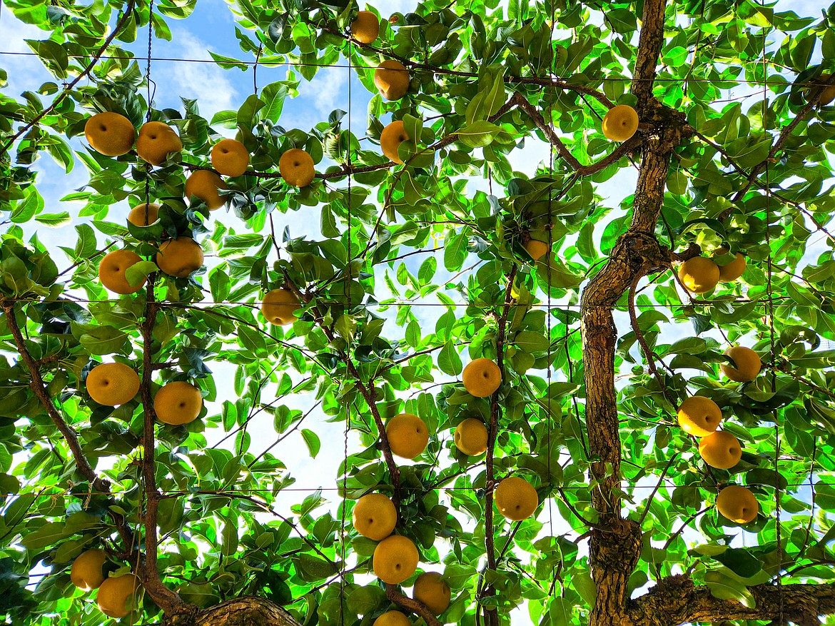 Washington and Oregon produce more pears than any other states in the U.S. A new manager has been appointed to help monitor the pear market and ensure the commodity remains profitable for farmers.