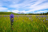 Opinion: Meadow Life