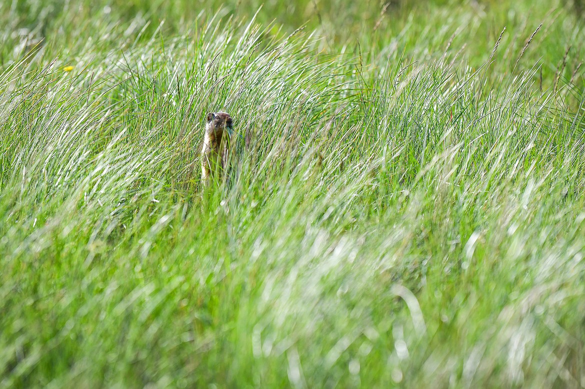 A Columbian ground squirrel keeps a watchful eye as it munches on a mouthful of grass in Two Medicine in Glacier National Park on Sunday, June 23. (Casey Kreider/Daily Inter Lake)
