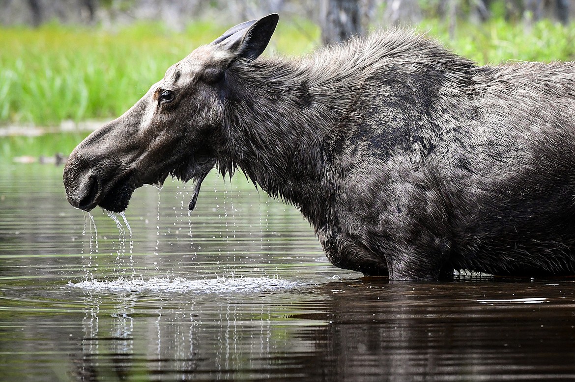 A cow moose grazes in a pond in Two Medicine in Glacier National Park on Sunday, June 23. (Casey Kreider/Daily Inter Lake)