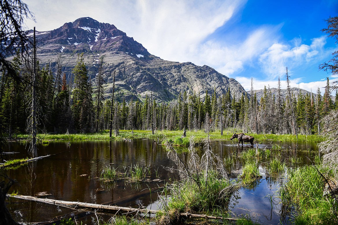 A cow moose grazes in a pond in Two Medicine in Glacier National Park on Sunday, June 23. (Casey Kreider/Daily Inter Lake)