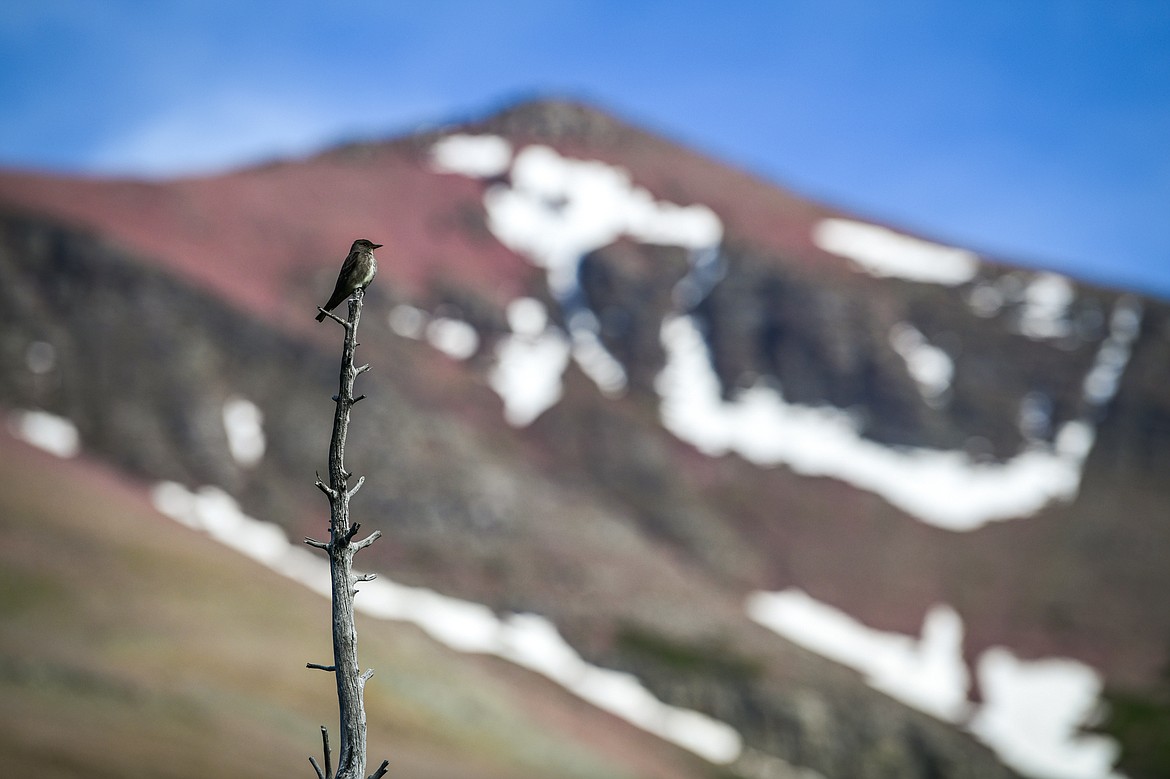 An olive-sided flycatcher perches atop a tree with Two Medicine's Mount Ellsworth in the background in Glacier National Park on Sunday, June 23. (Casey Kreider/Daily Inter Lake)