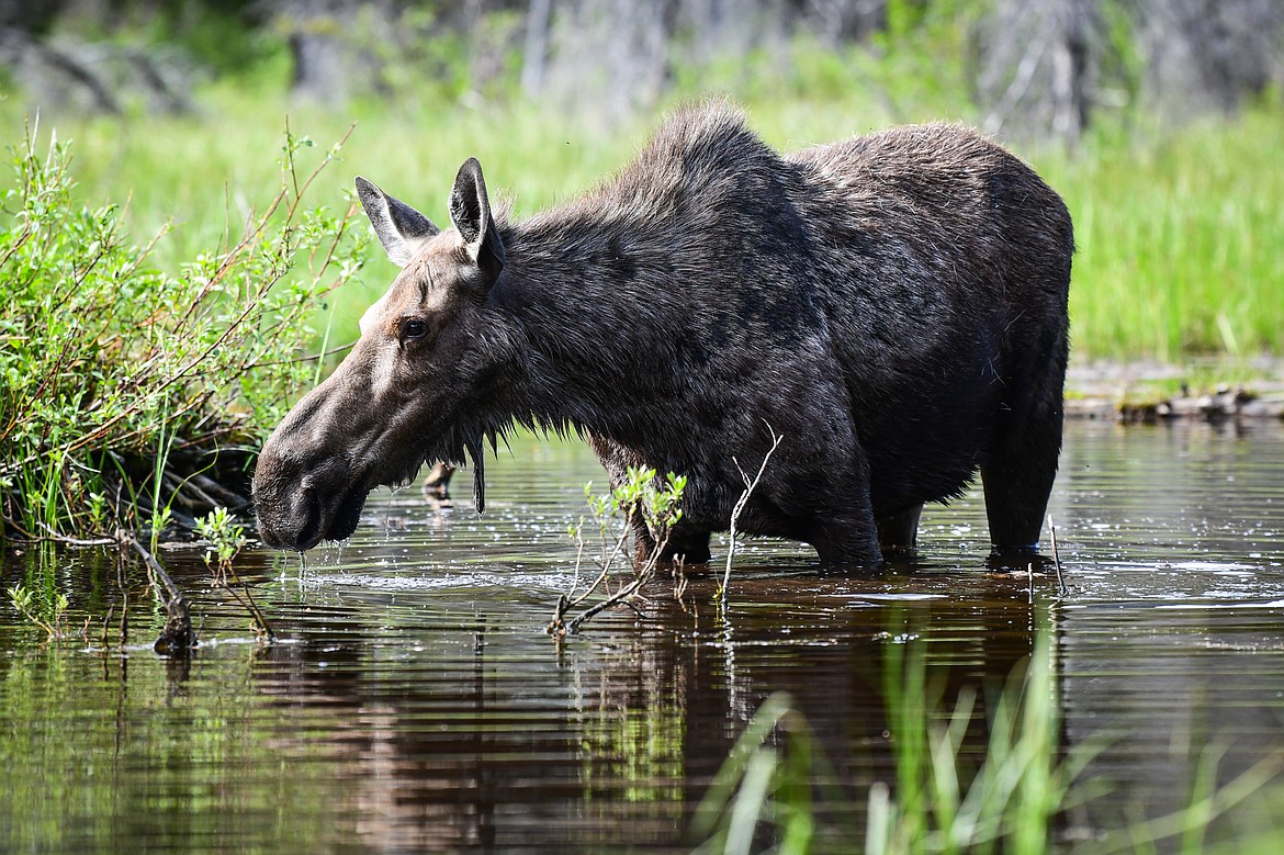 A cow moose grazes in a pond in Two Medicine in Glacier National Park on Sunday, June 23. (Casey Kreider/Daily Inter Lake)