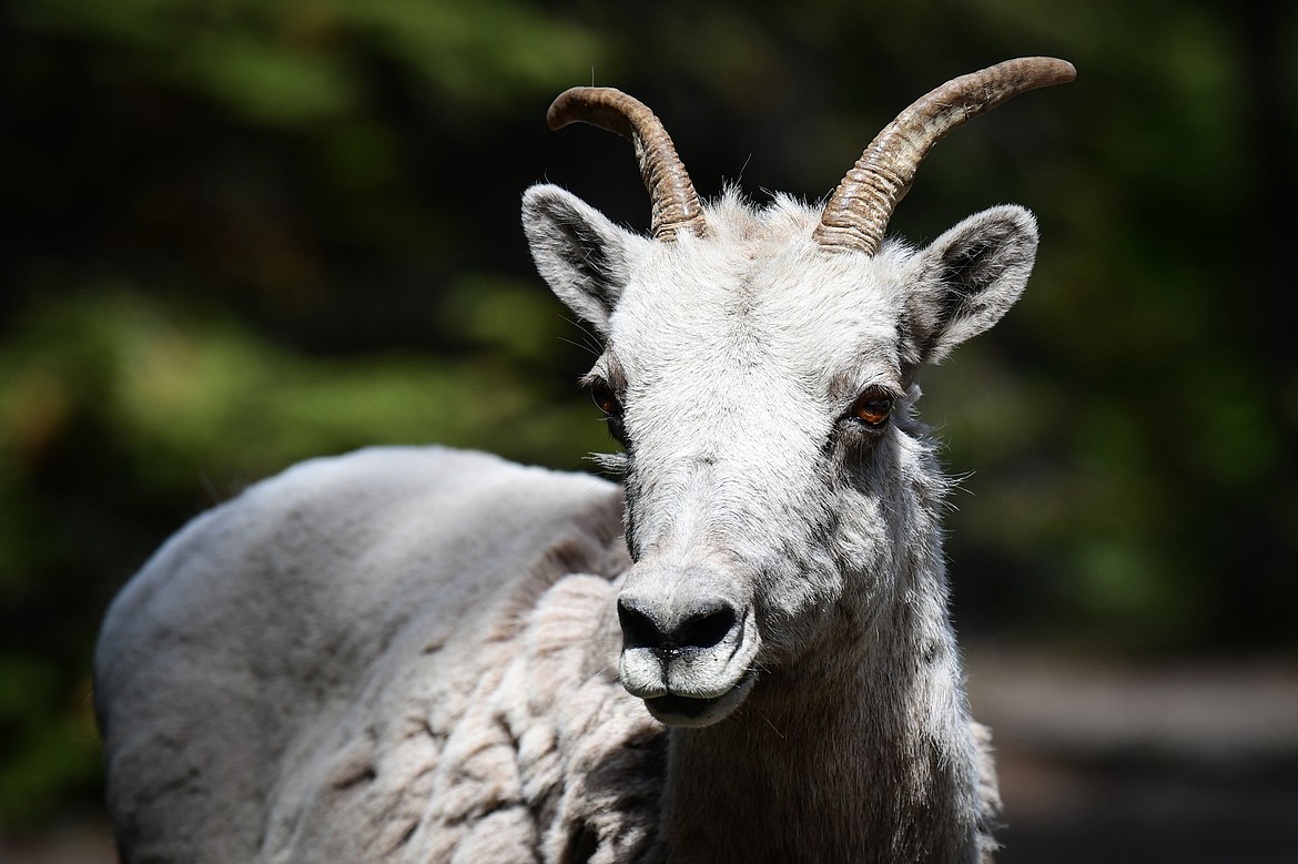 One of a herd of bighorn sheep ewes grazing around the campground at Two Medicine in Glacier National Park on Sunday, June 23. (Casey Kreider/Daily Inter Lake)