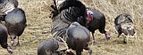 Seen any turkeys lately?