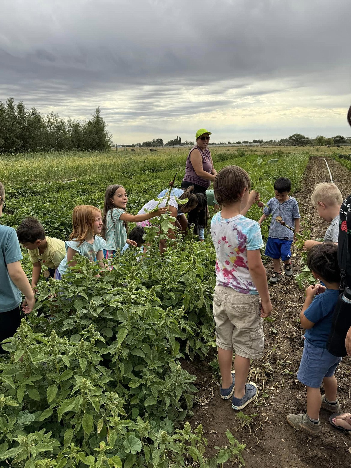 Children explore and learn about the plants at Cloudview Farm. This week has had them picking radishes, planting flowers and veggies and learning about pond life at the farm.