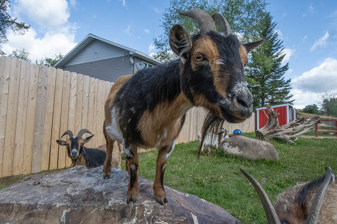 A goat eyes the camera at the Goats of Glacier farm. (Hungry Horse News photo)