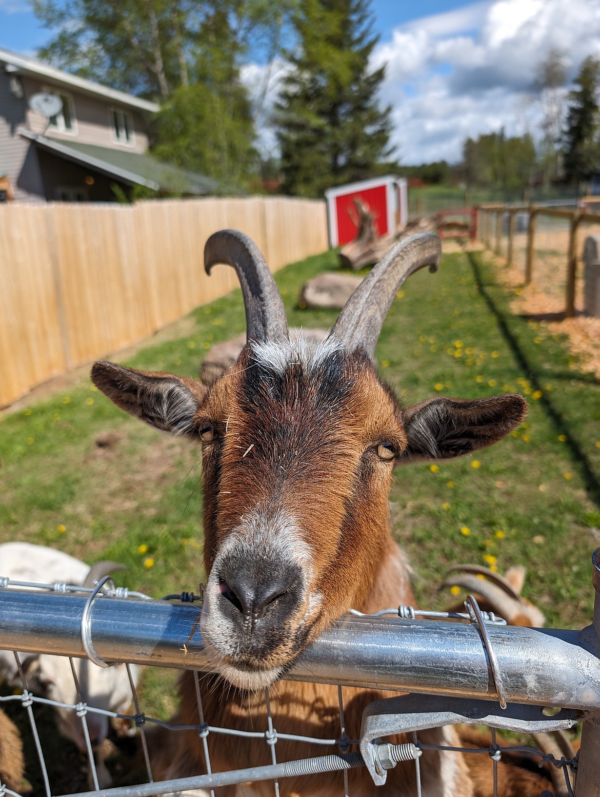 A goat at Goats of Glacier in Coram. The spot allows for a hands-on experience with the goats from trying out daily chores to petting the animals. (Courtesy photo)