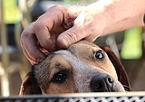 Mr. Bay finds a home