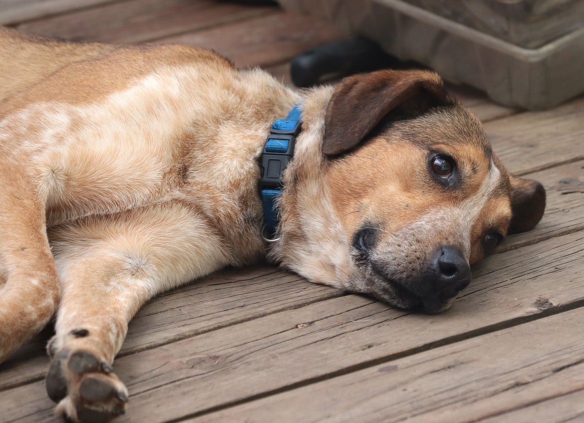 Mr. Bay rests on the deck of the Styners' home.