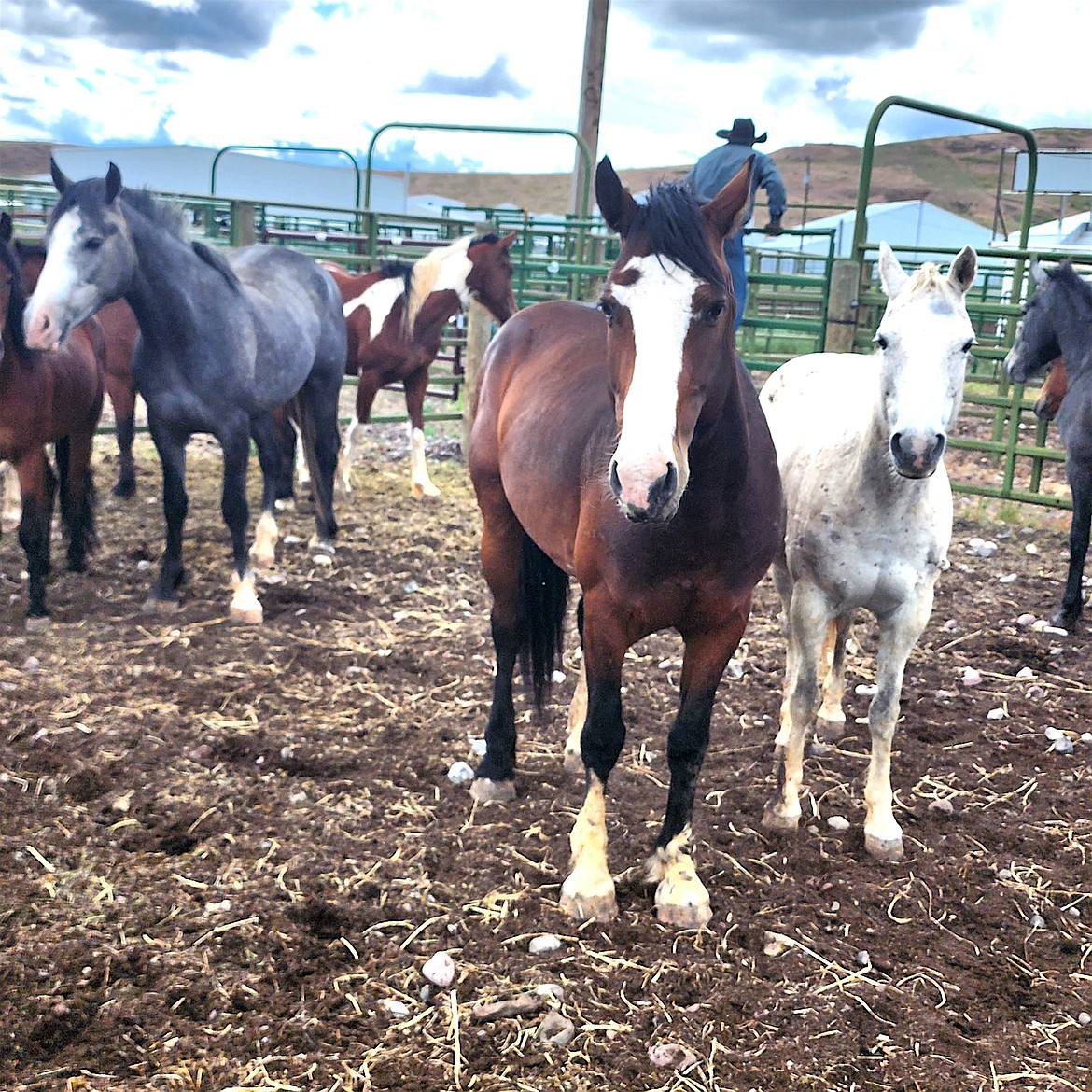 Old Crow and his companions get ready for the junior rodeo last week at the Polson Fairgrounds. The horses were among the stock provided by 406 Rodeo, which specializes in supplying stock for younger cowboys and cowgirls. (Berl Tiskus/Leader)