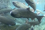 Spring Chinook season to open early on Entiat River