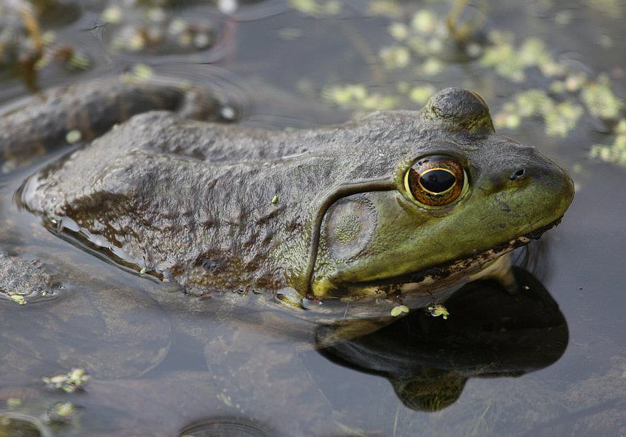 Wanted Invasive American Bullfrogs Lake County Leader